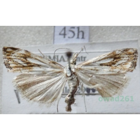 Catoptria falsella (Denis & Schiffermüller, 1775) Wachlarzyk dachowy Czech45h